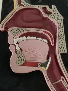 Improved My Teaching - The Vocal Tract