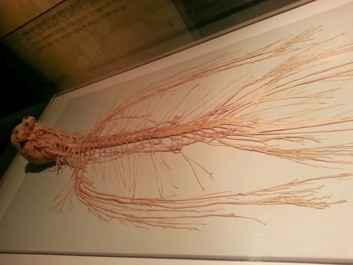 a real life image of the central nervous system 