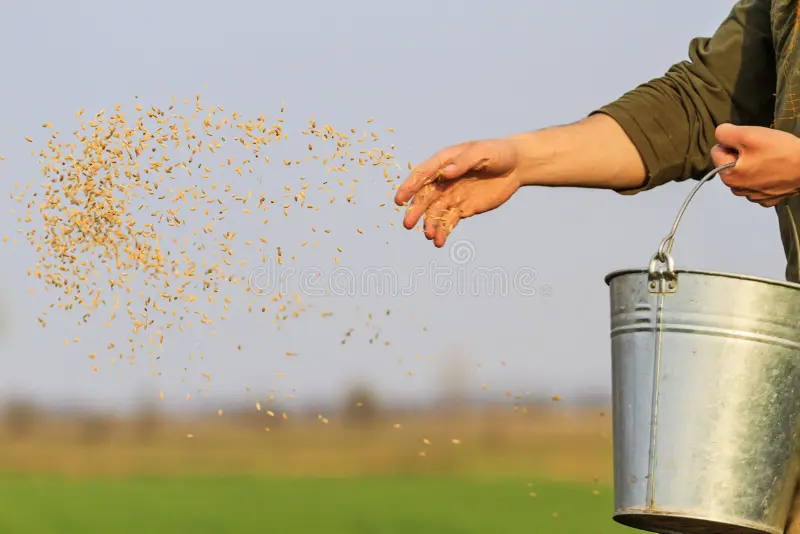 man sowing grain into field 